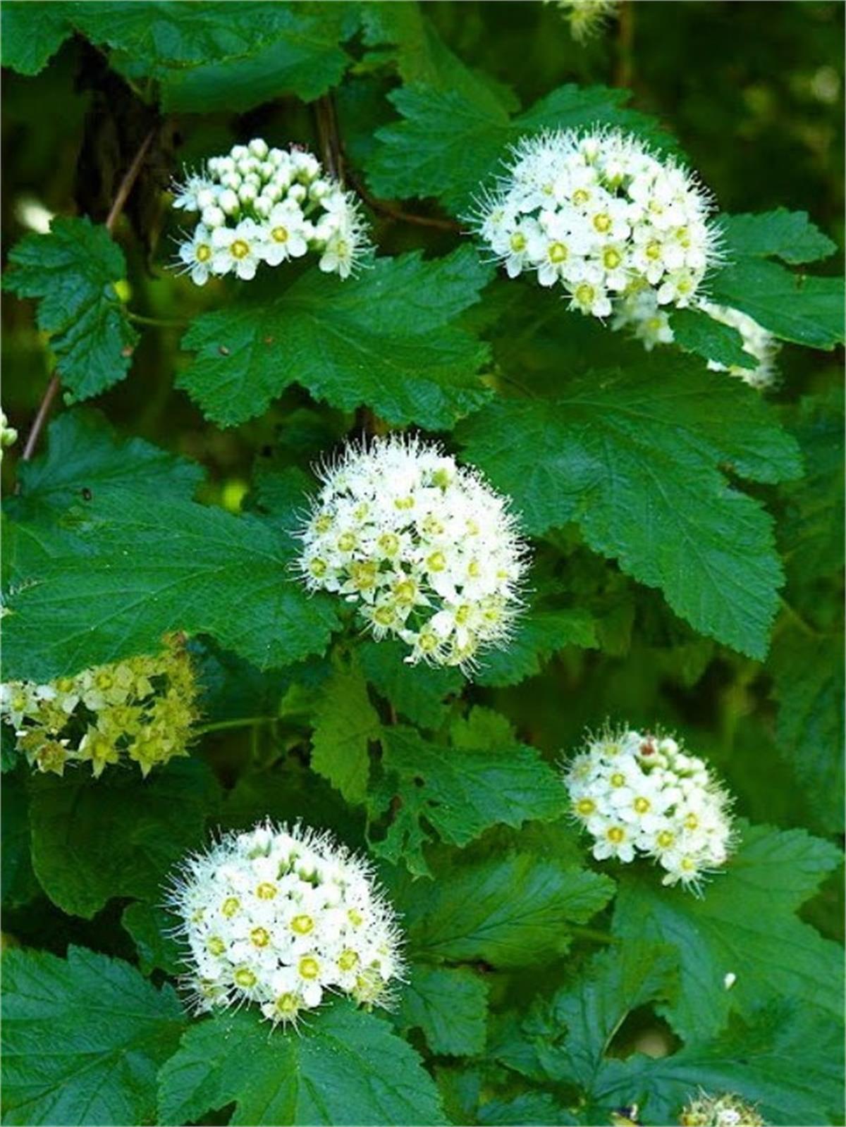 Physocarpus capitatus Tilden Park Dokuzkabuk fidan