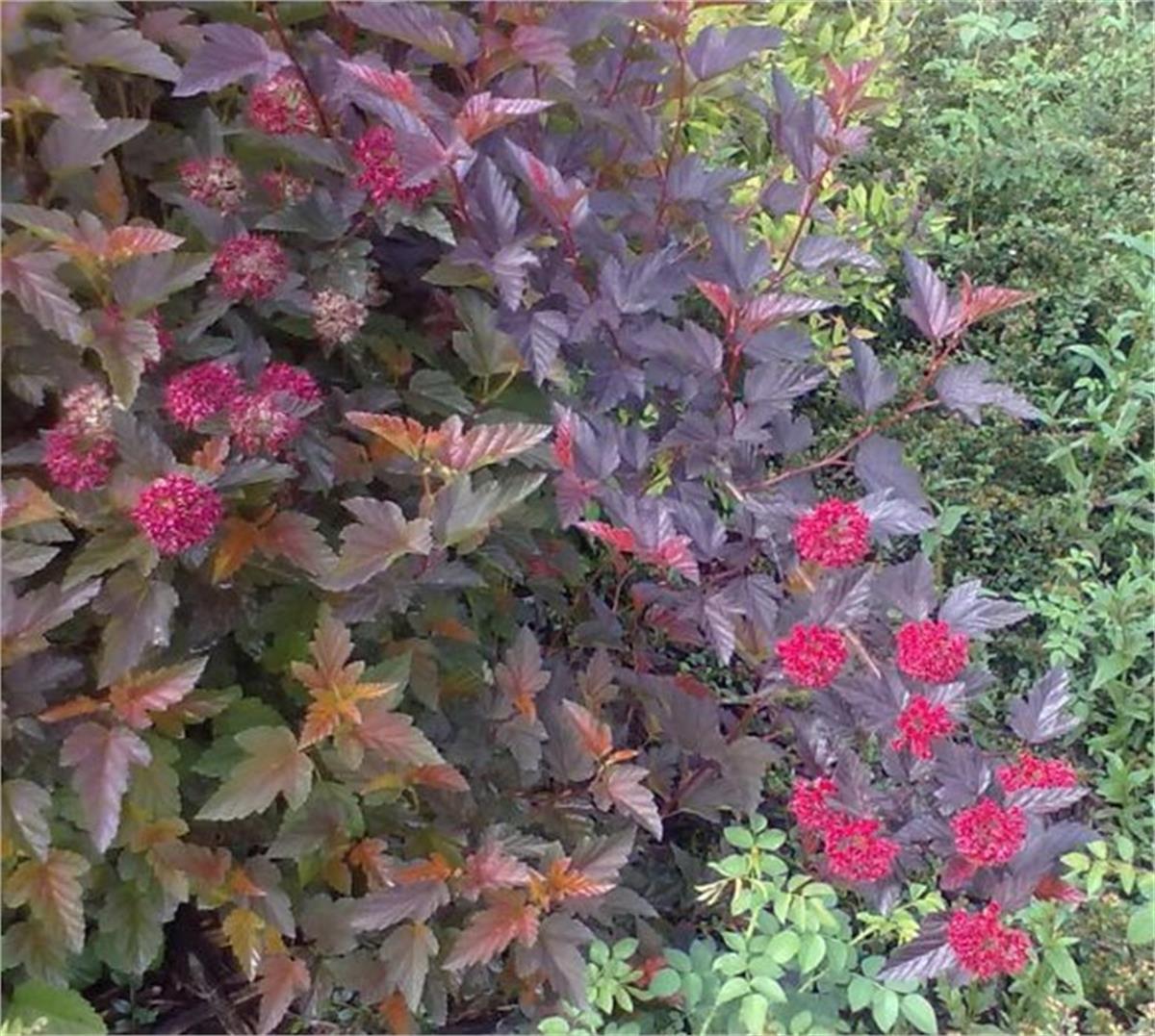 Physocarpus opulifolius Andre Dokuzkabuk fidanı