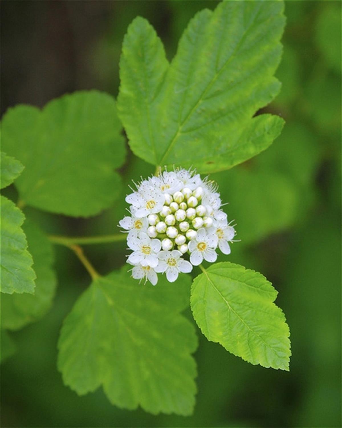 Physocarpus opulifolius Dokuzkabuk fidanı