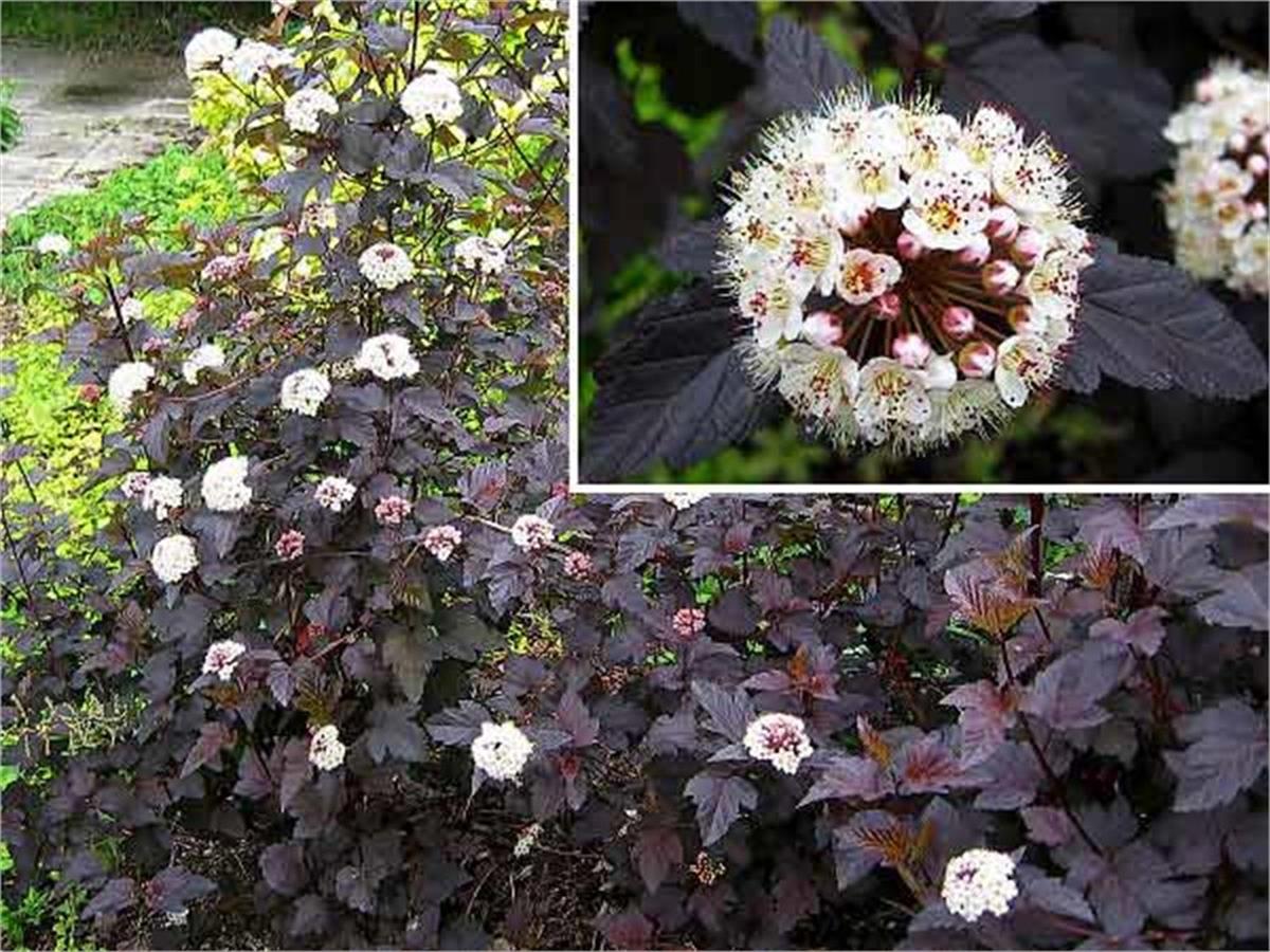 Physocarpus opulifolius Red Baron Dokuzkabuk fidan