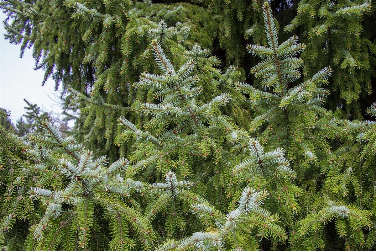 Picea omorika Sırp Ladini - 20-40 cm