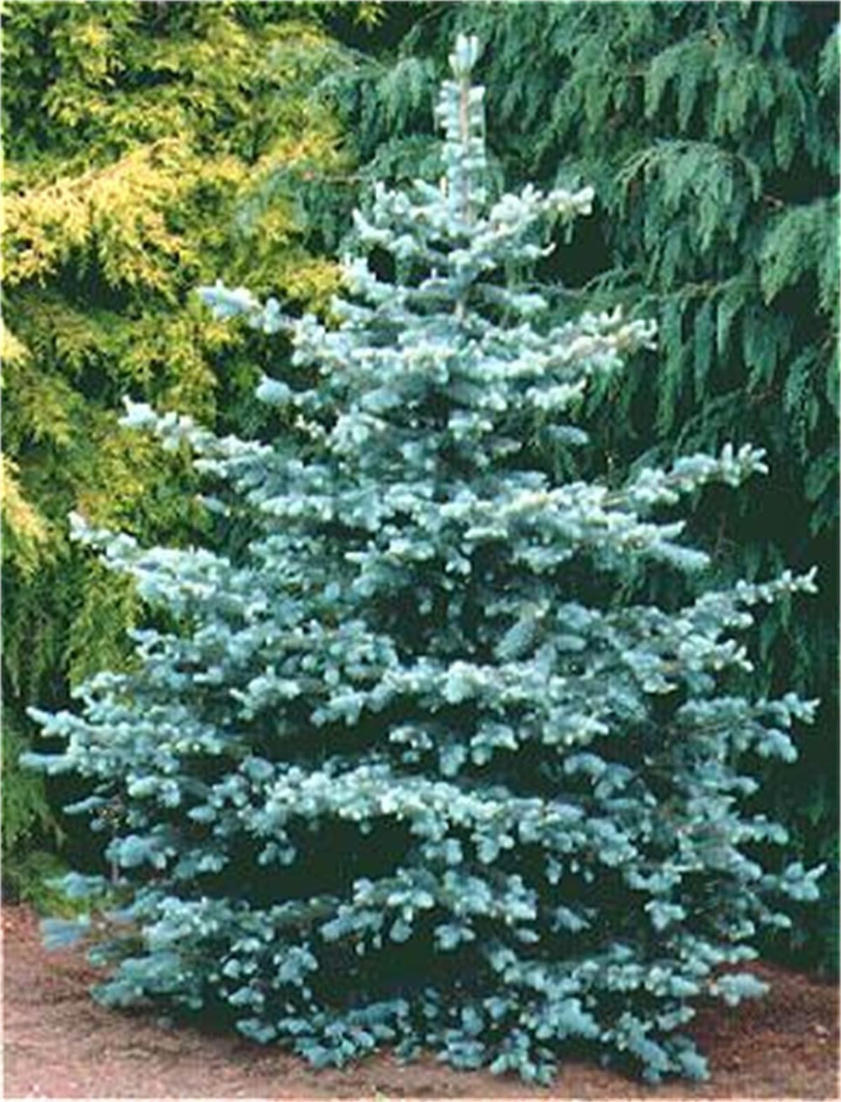 Picea pungens glauca Mavi Ladin fidanı