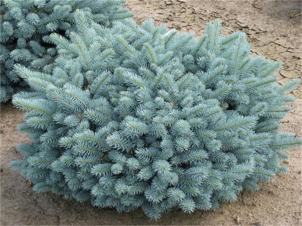 Picea pungens Globosa Bodur Mavi Ladin fidanı