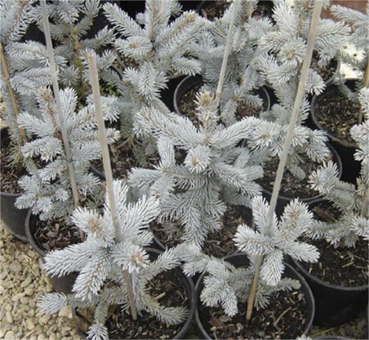 Picea pungens Hoopsii Aşılı Mavi Ladin fidanı