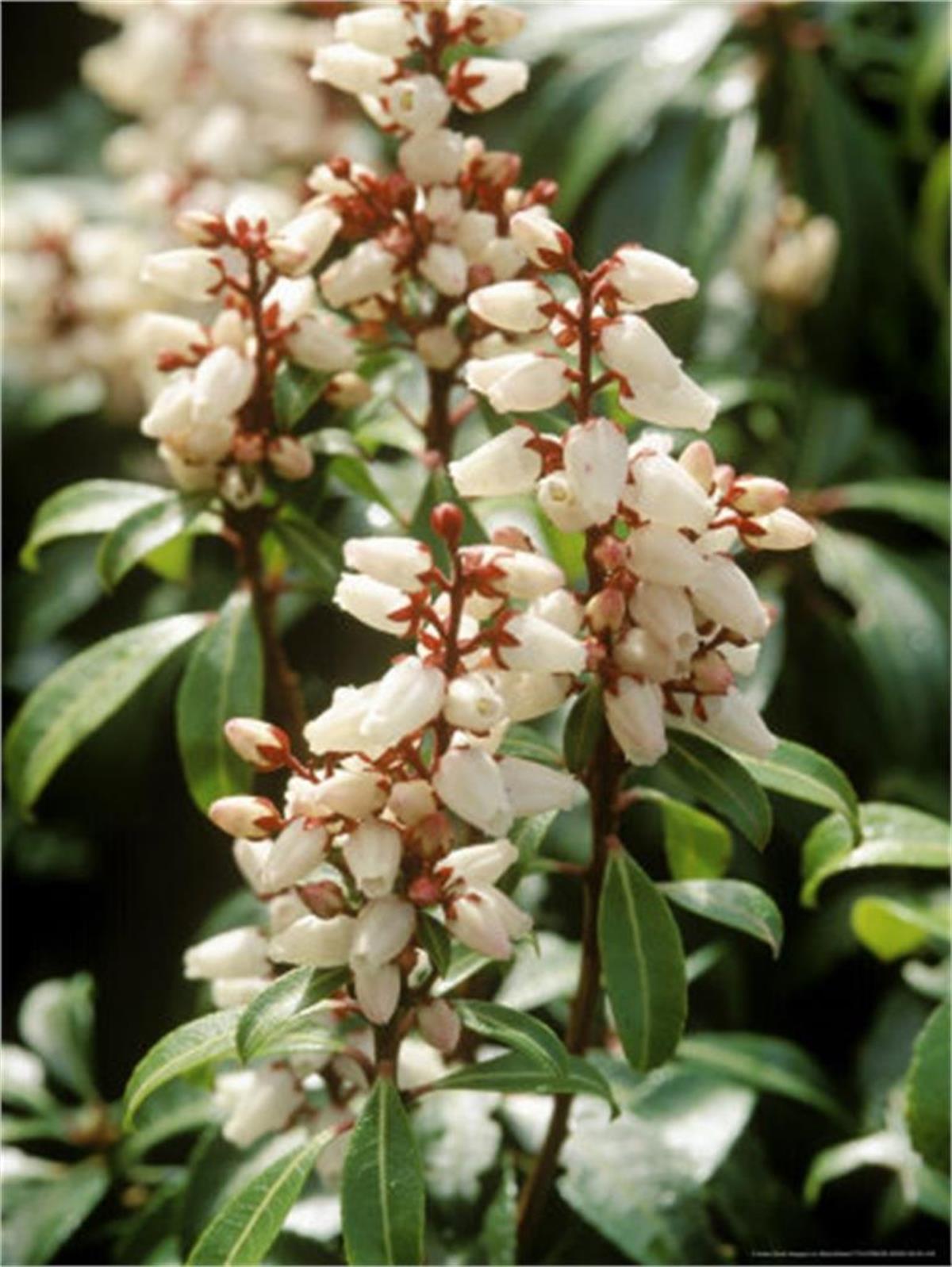 Pieris bonfire