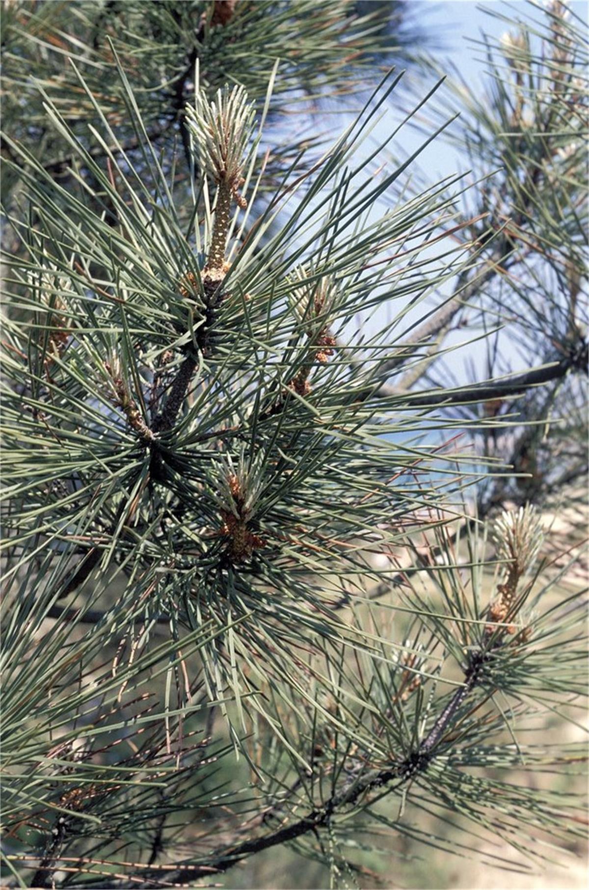 Pinus maritima Sahil Çamı