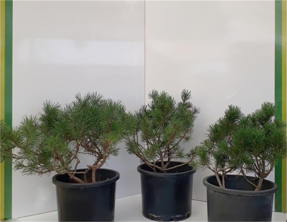 Pinus mugo Mughus Bodur Dağ Çamı Bodur Karaçam fidanı