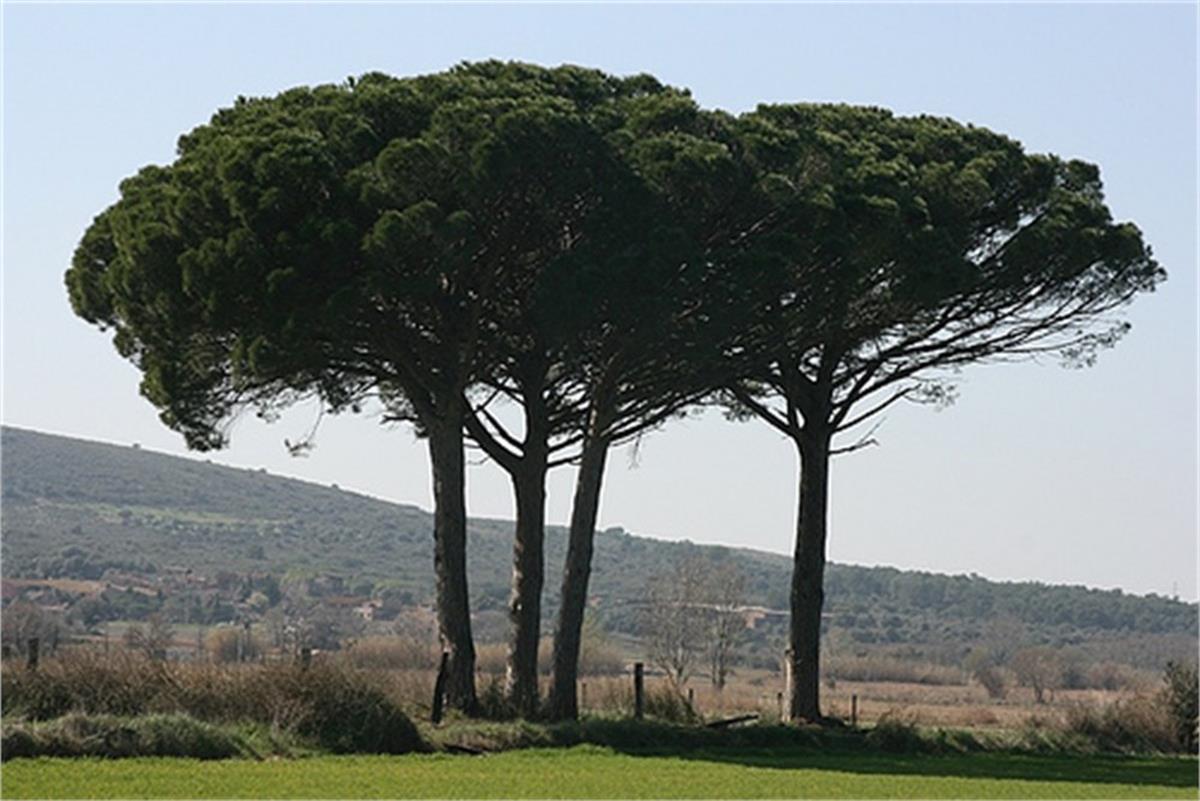 Pinus pinea Fıstık Çamı fidanı
