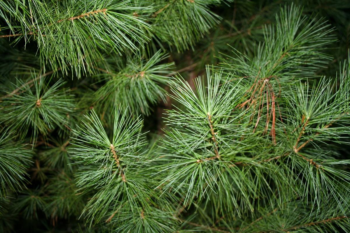 Pinus strobus - 20-40 cm