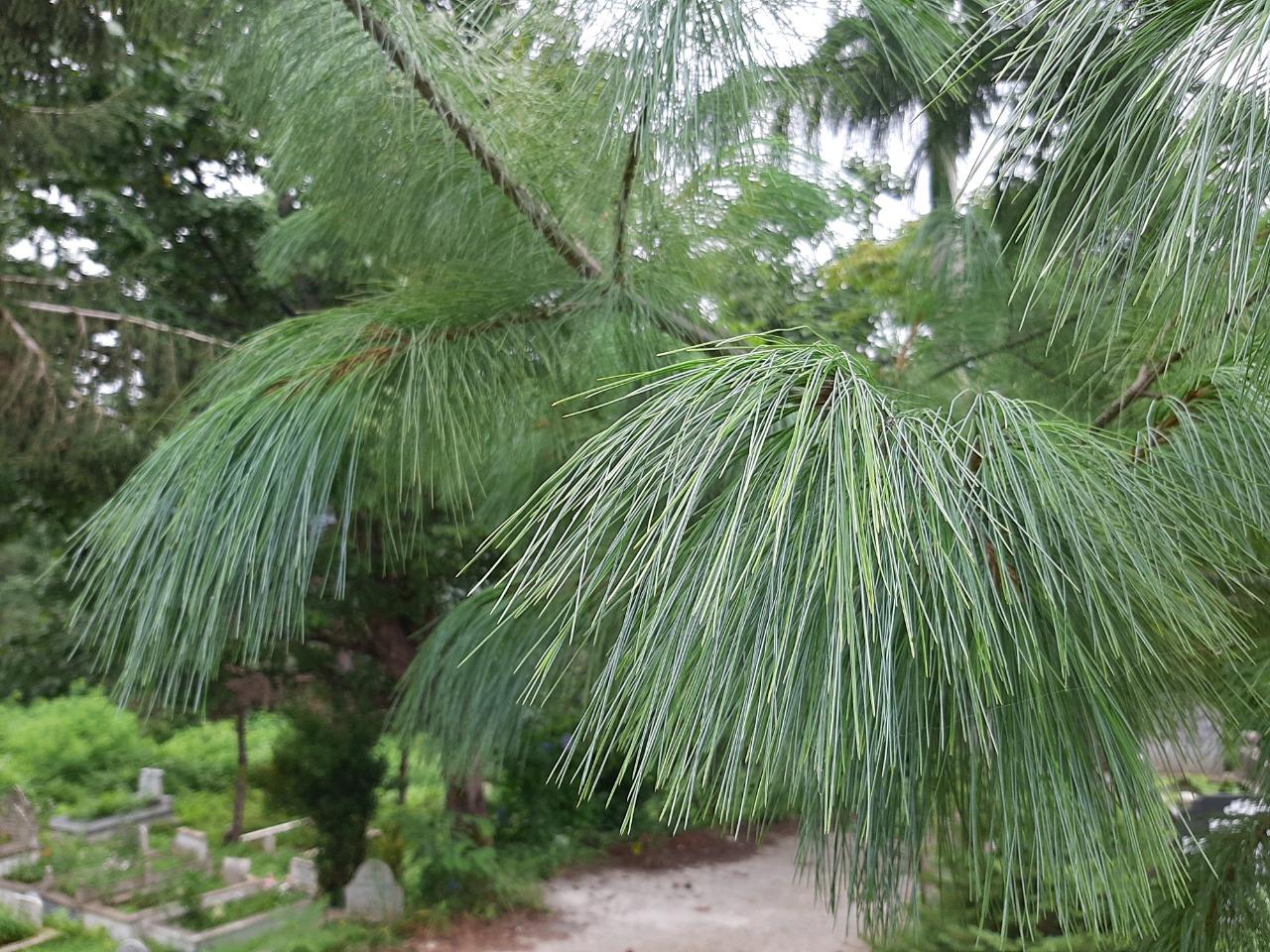 Pinus wallichiana Ağlayan Çam fidanı