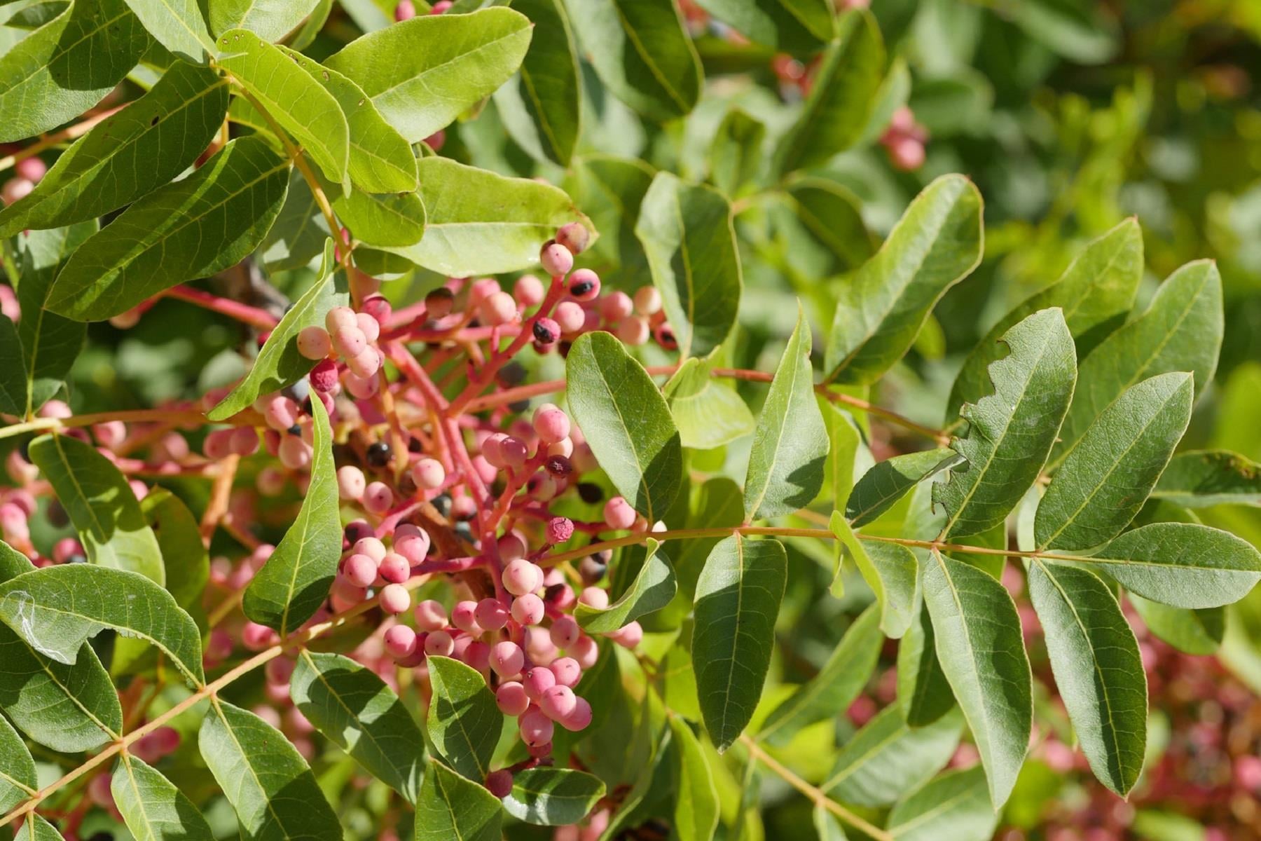 Pistacia terebinthus Menengiç fidanı