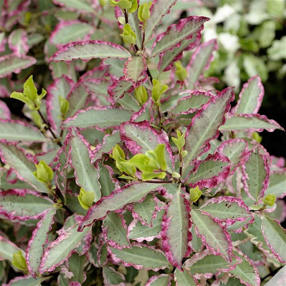 Pittosporum ten. Elizabeth Pitosporum fidanı