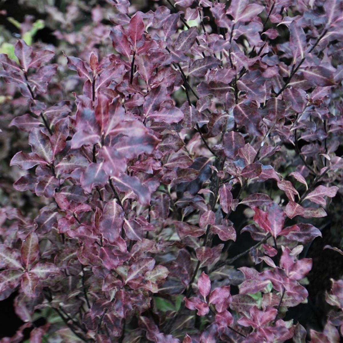 Pittosporum ten. Purpureum Pitosporum fidanı