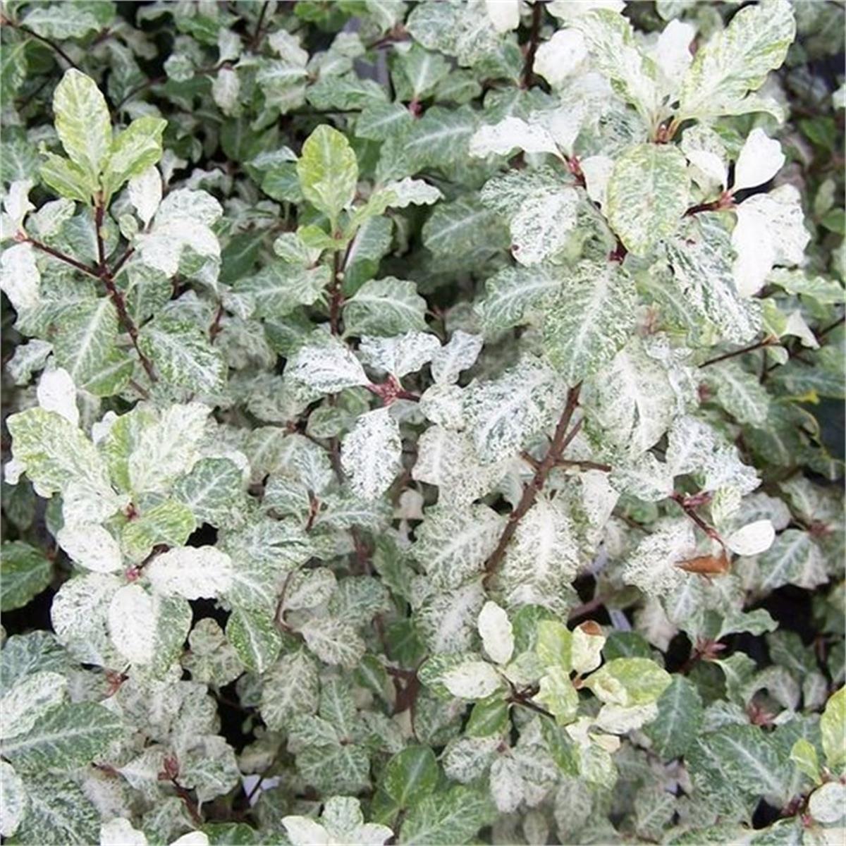 Pittosporum tenuifolium Irene paterson beyaz pitosporum fidesi