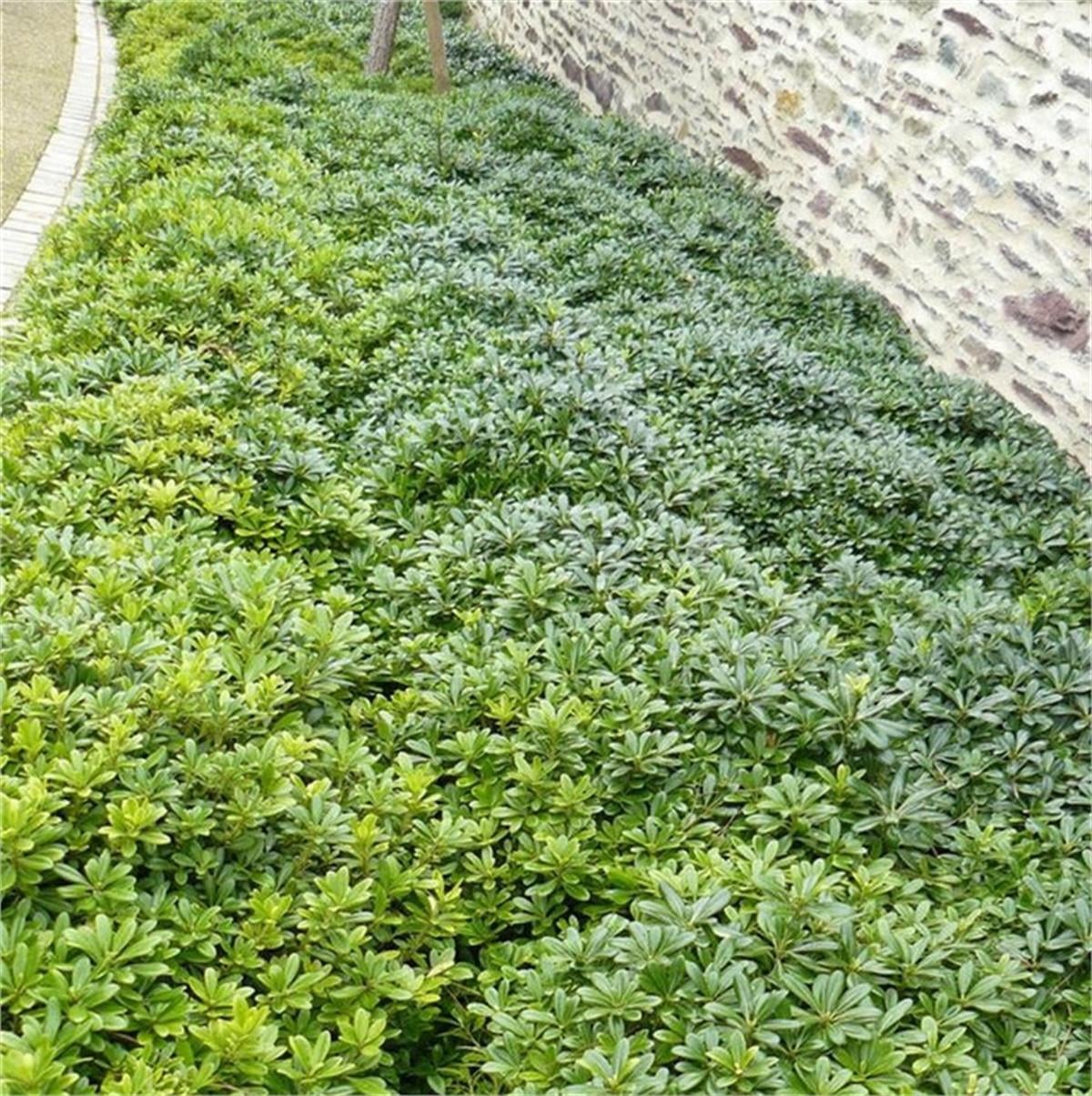 Pittosporum tobira Nana Bodur pitos yıldız çalısı