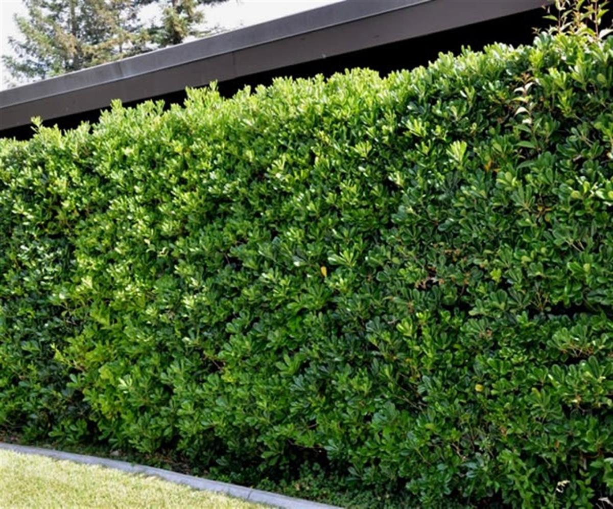 Pittosporum tobira Pitos yıldız çalısı