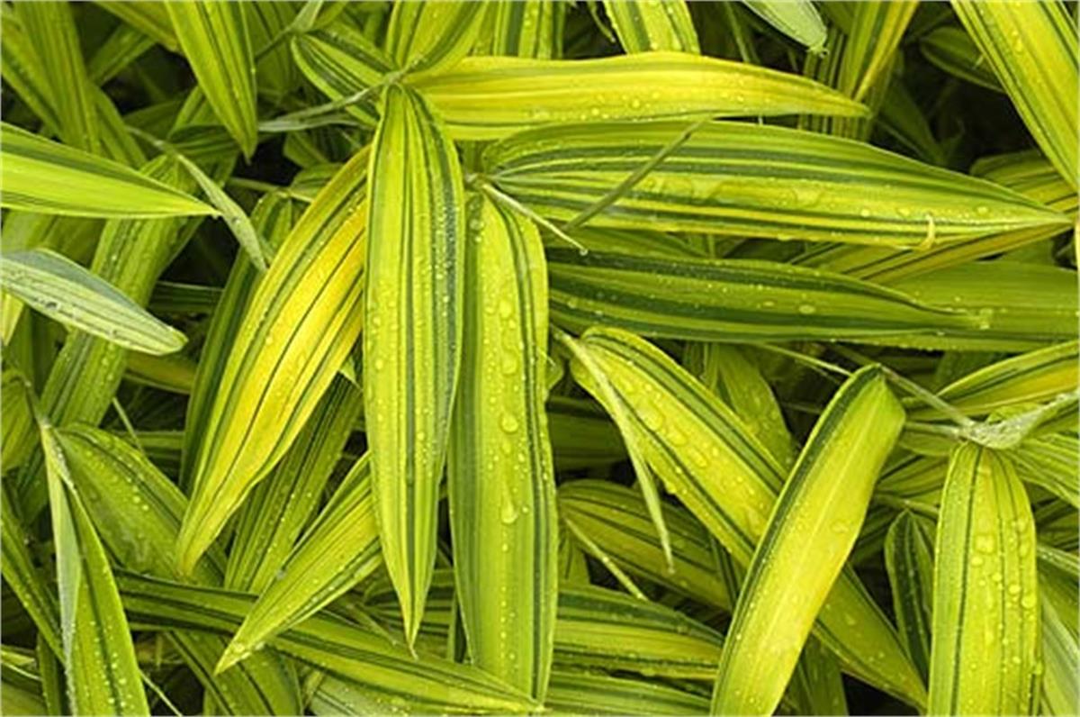 Pleioblastus auricomus Bodur Japon Bambu fidesi