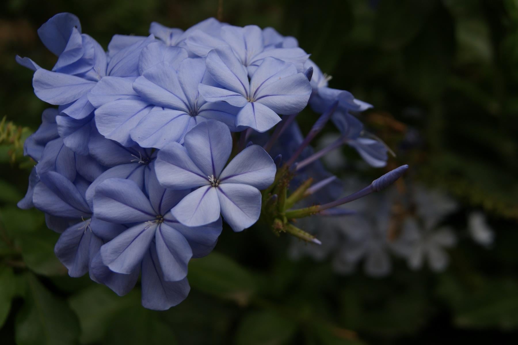 Plumbago capensis Dark Blue Mavi Yasemin fidesi