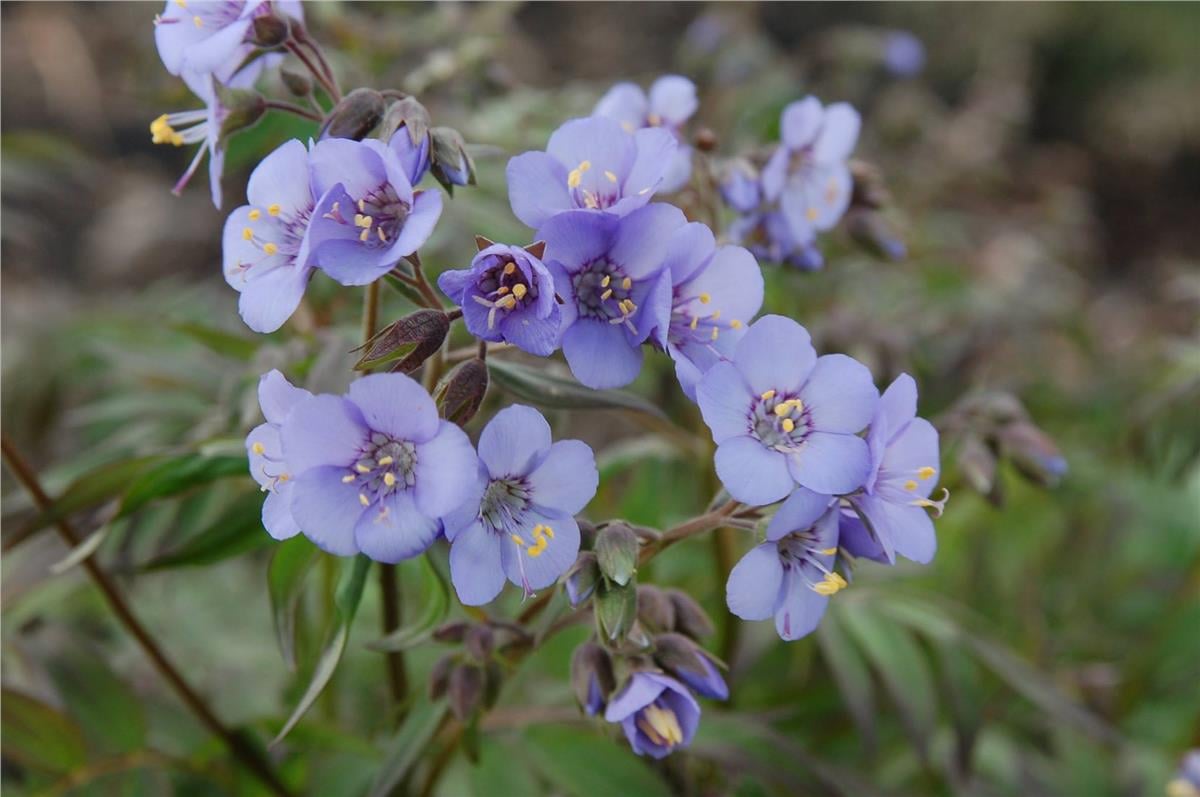 Polemonium caeruleaum Heaven Scent Yakup merdiveni fidesi