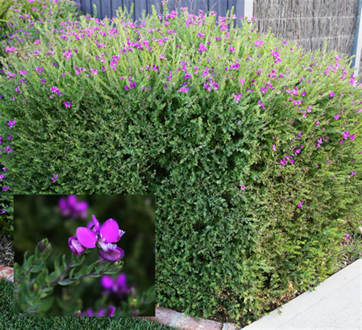Polygala myrtifolia Poligala Çiçeği Süt Otu