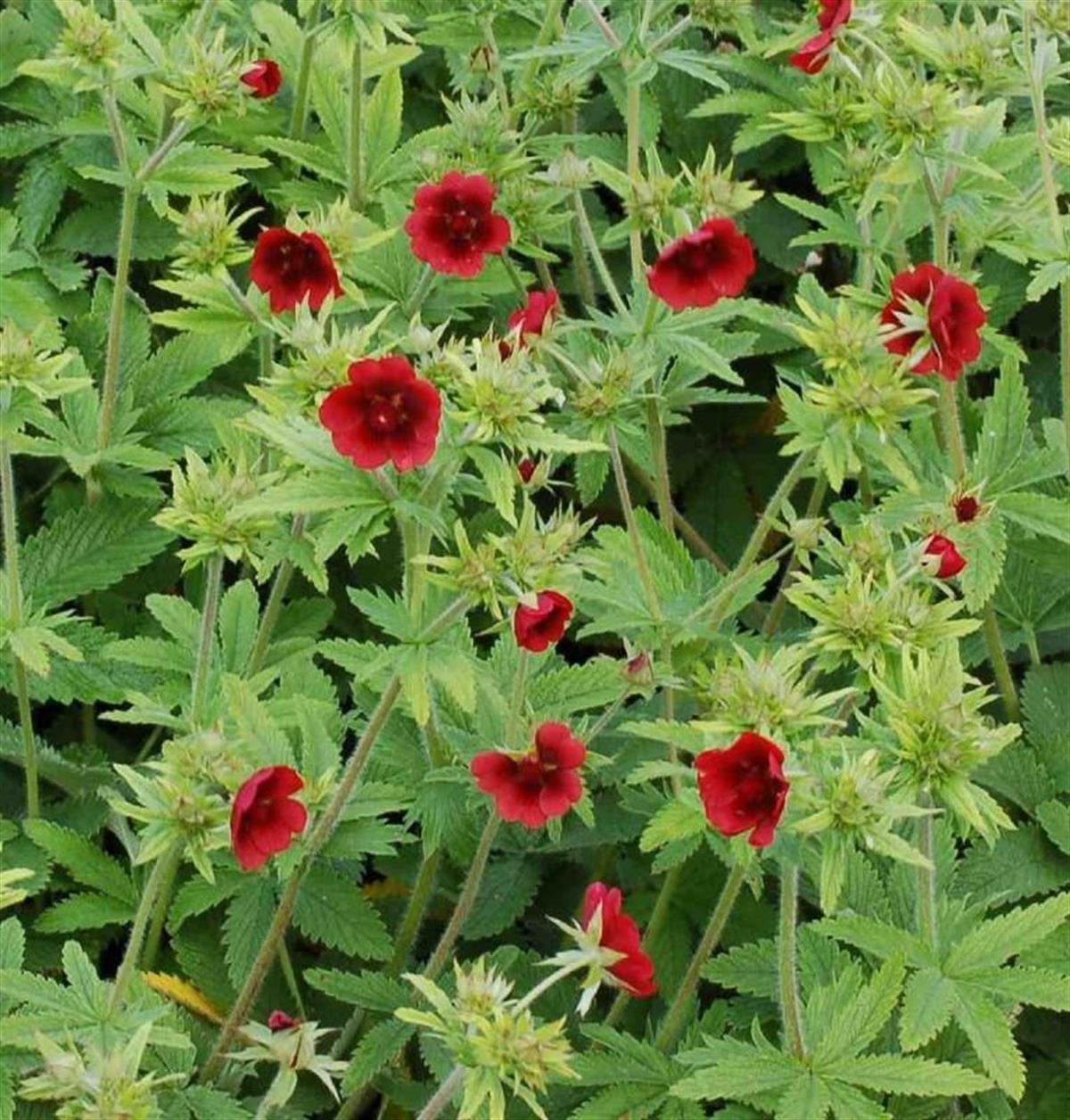 Potentilla thurberi Monarchs Beşparmak otu fidanı