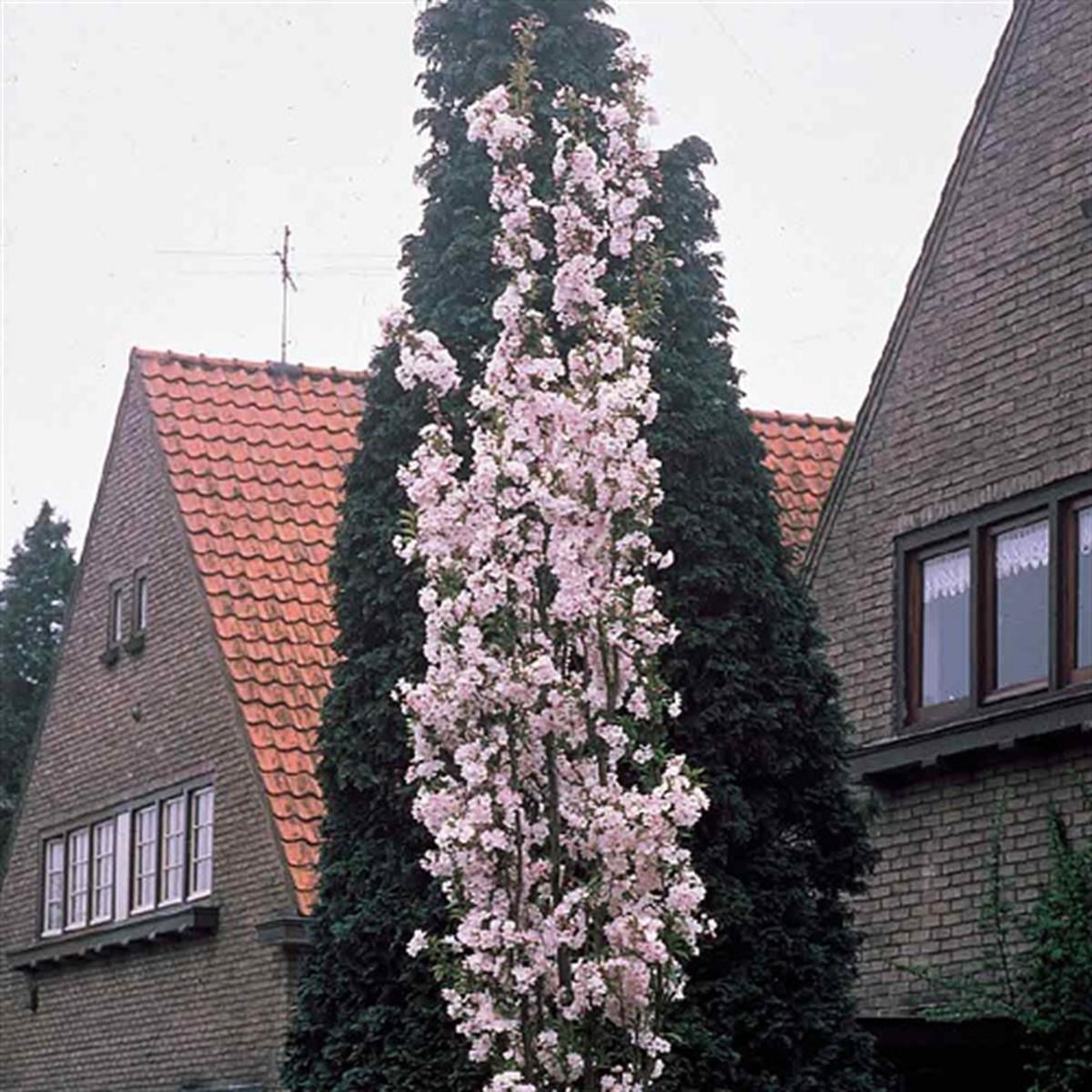 Prunus amonagawa Süs Kirazı
