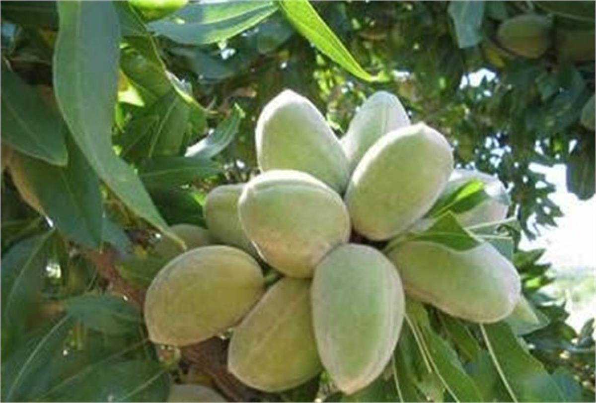 Prunus amygdalus Texas Teksas Badem fidanı