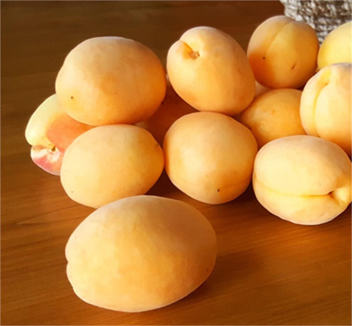 Prunus armeniaca Iğdır kayısı fidanı