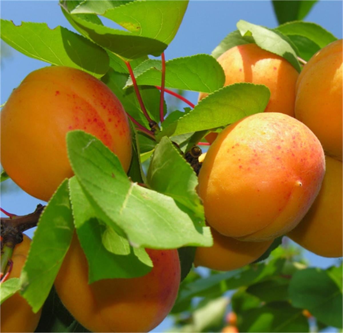 Prunus armeniaca Roxana Kayısı roksana fidan