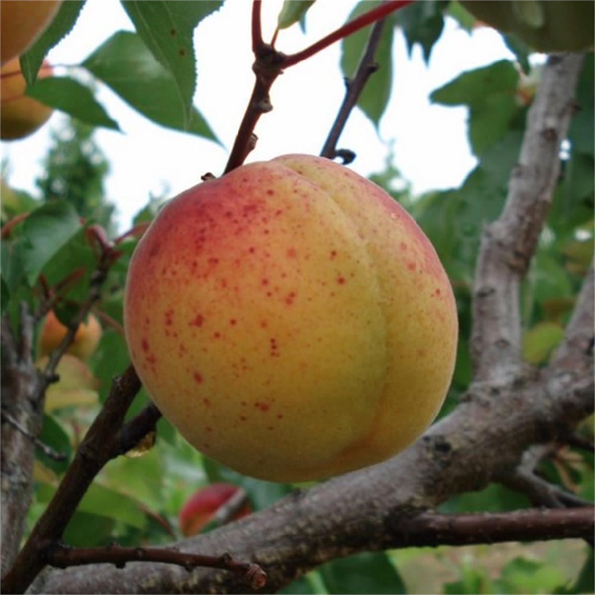 Prunus armeniaca Zerdali Yabani Kayısı fidanı