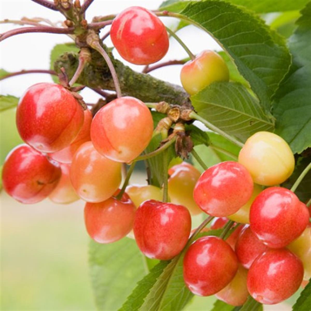 Prunus avium Bigarreau Napoleon Napolyon Kiraz fidanılı