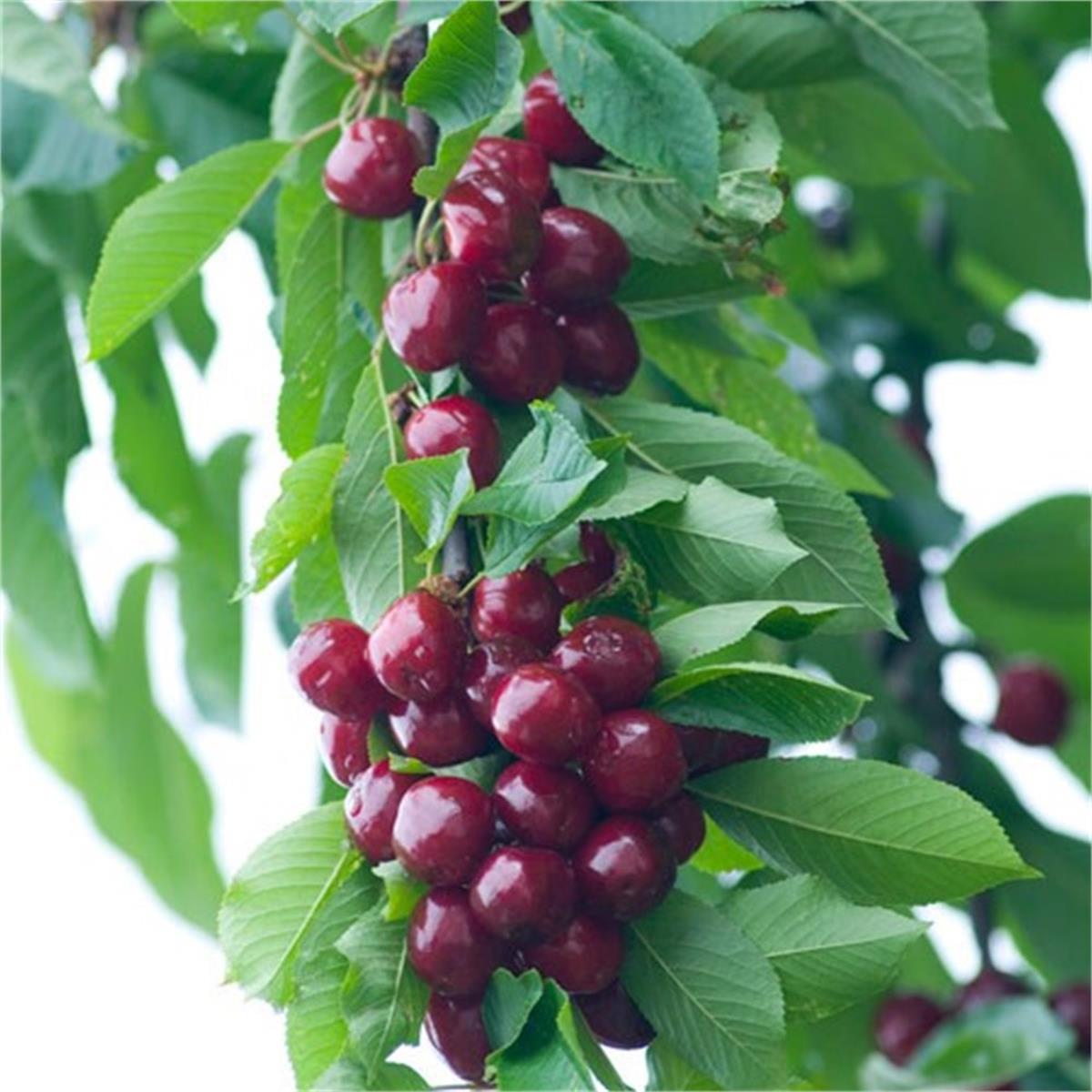 Prunus avium Early burlat Karabodur Kiraz fidanı