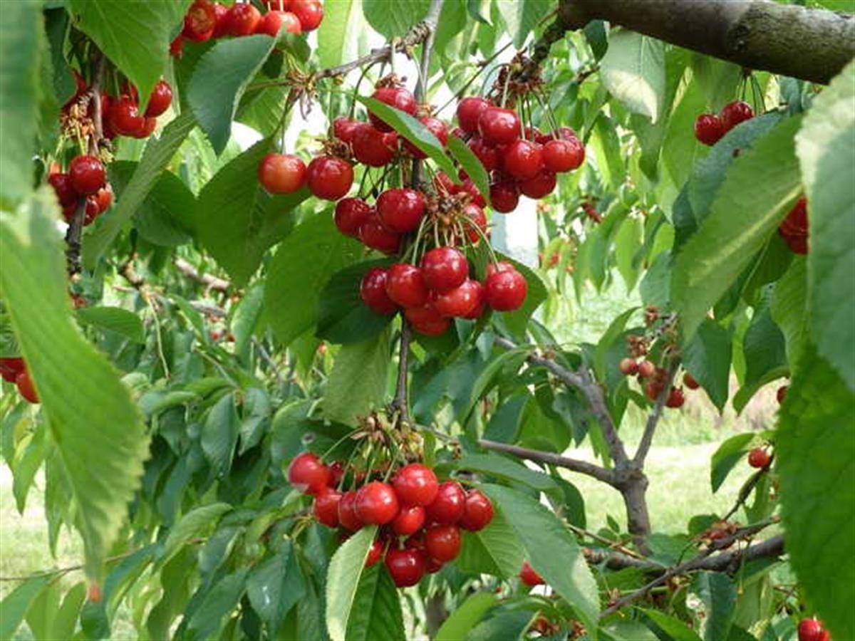 Prunus avium Early Lory Kiraz fidanı Yarı bodur MaxMa 14