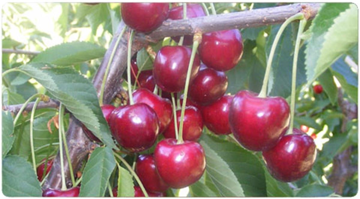 Prunus avium Lambert KİRAZ fidanı Mahlep İdris Enderez
