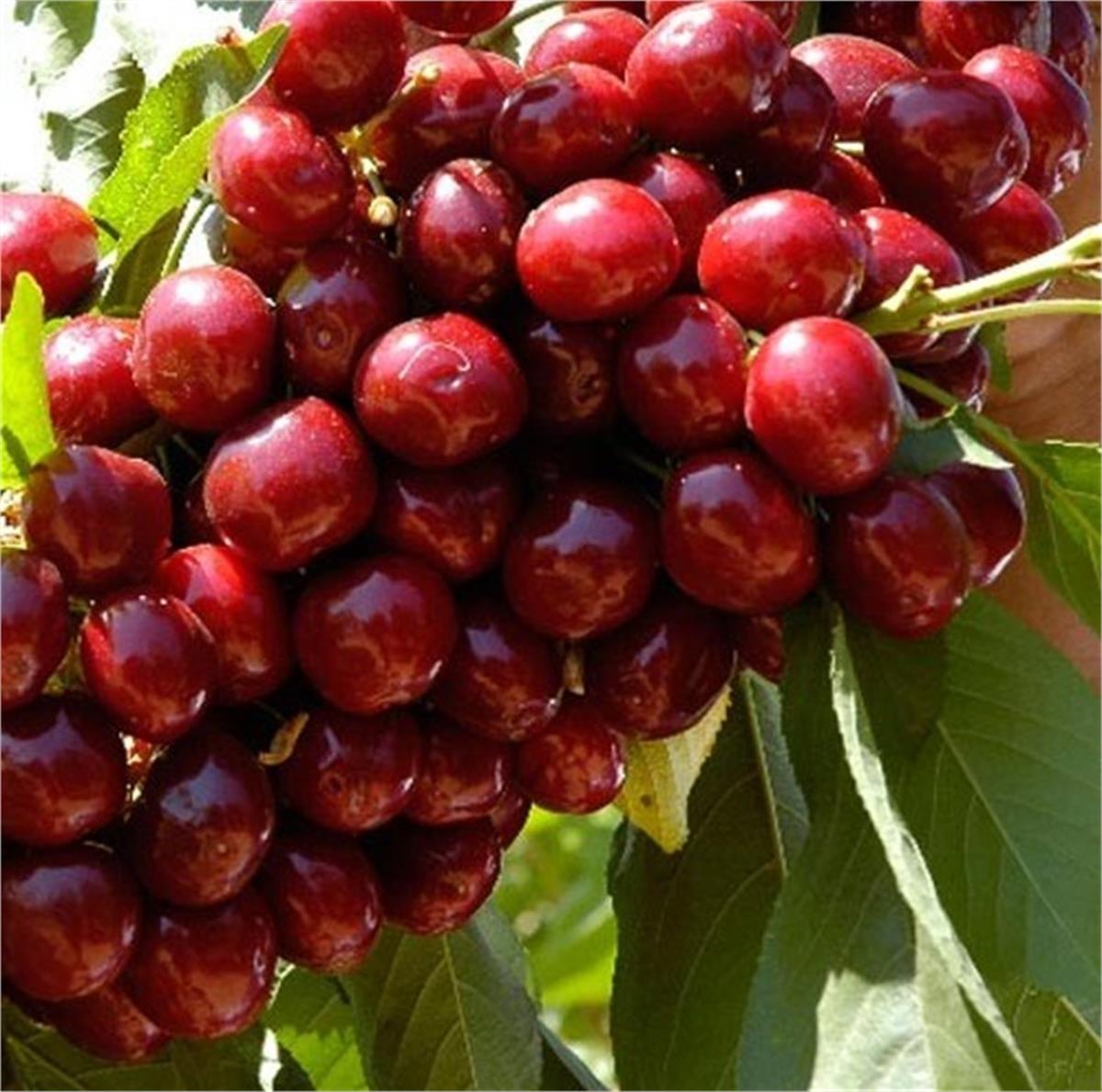 Prunus avium Lapins Kiraz fidanı Yarı bodur MaxMa 14
