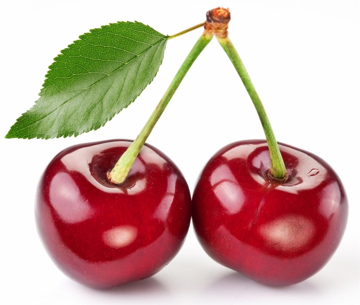 Prunus avium Royal King Kiraz fidanı Yarı Bodur Maxma 14