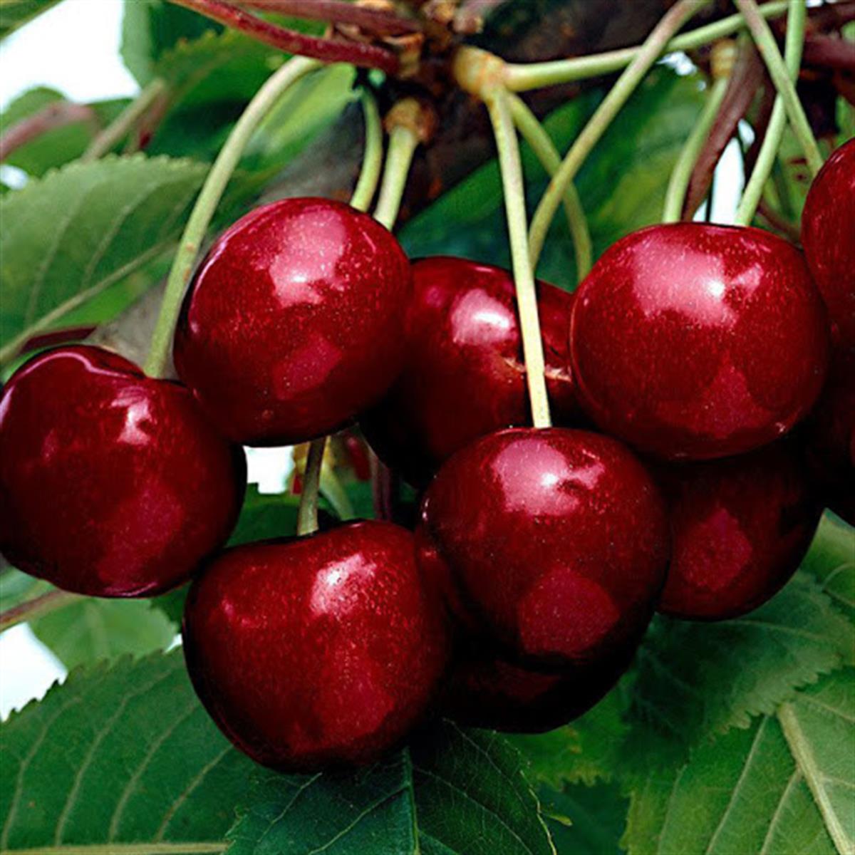 Prunus avium San Francisco Kiraz fidanı