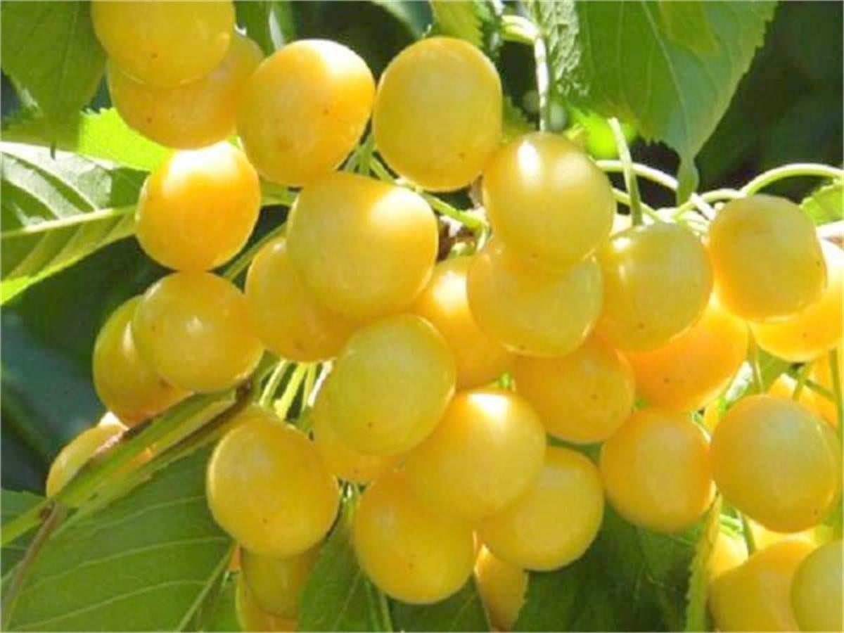 Prunus avium Starks gold Beyaz KİRAZ fidanı