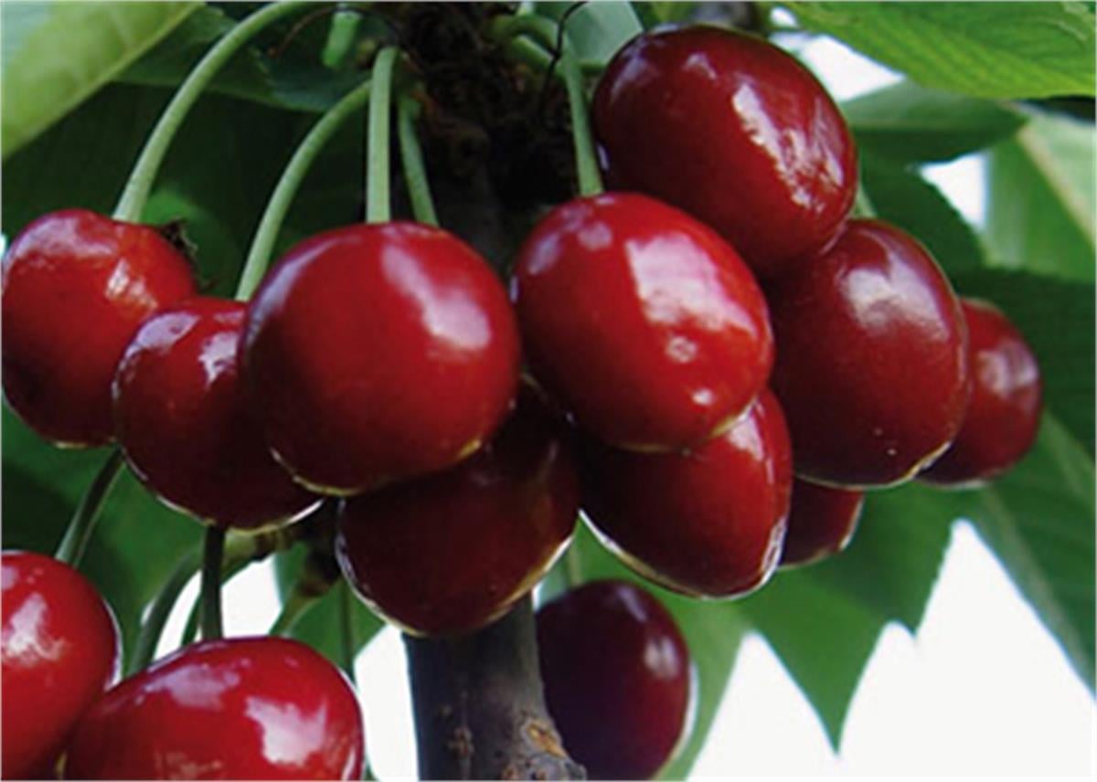 Prunus avium Ziraat 900 Kiraz fidanı