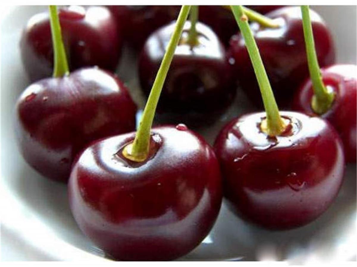 Prunus cerasus Kütahya Aşılı Vişne fidanı