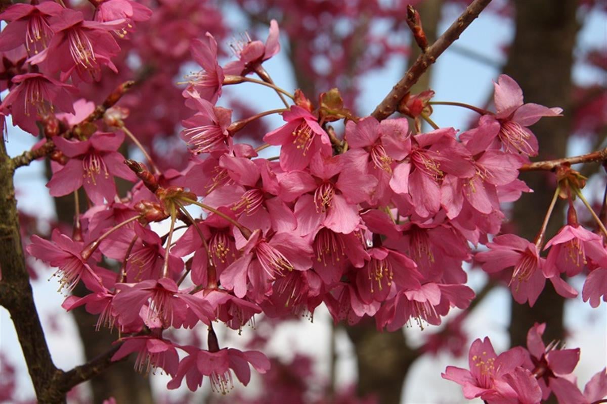 Prunus collingwood ingram Süs Kirazı