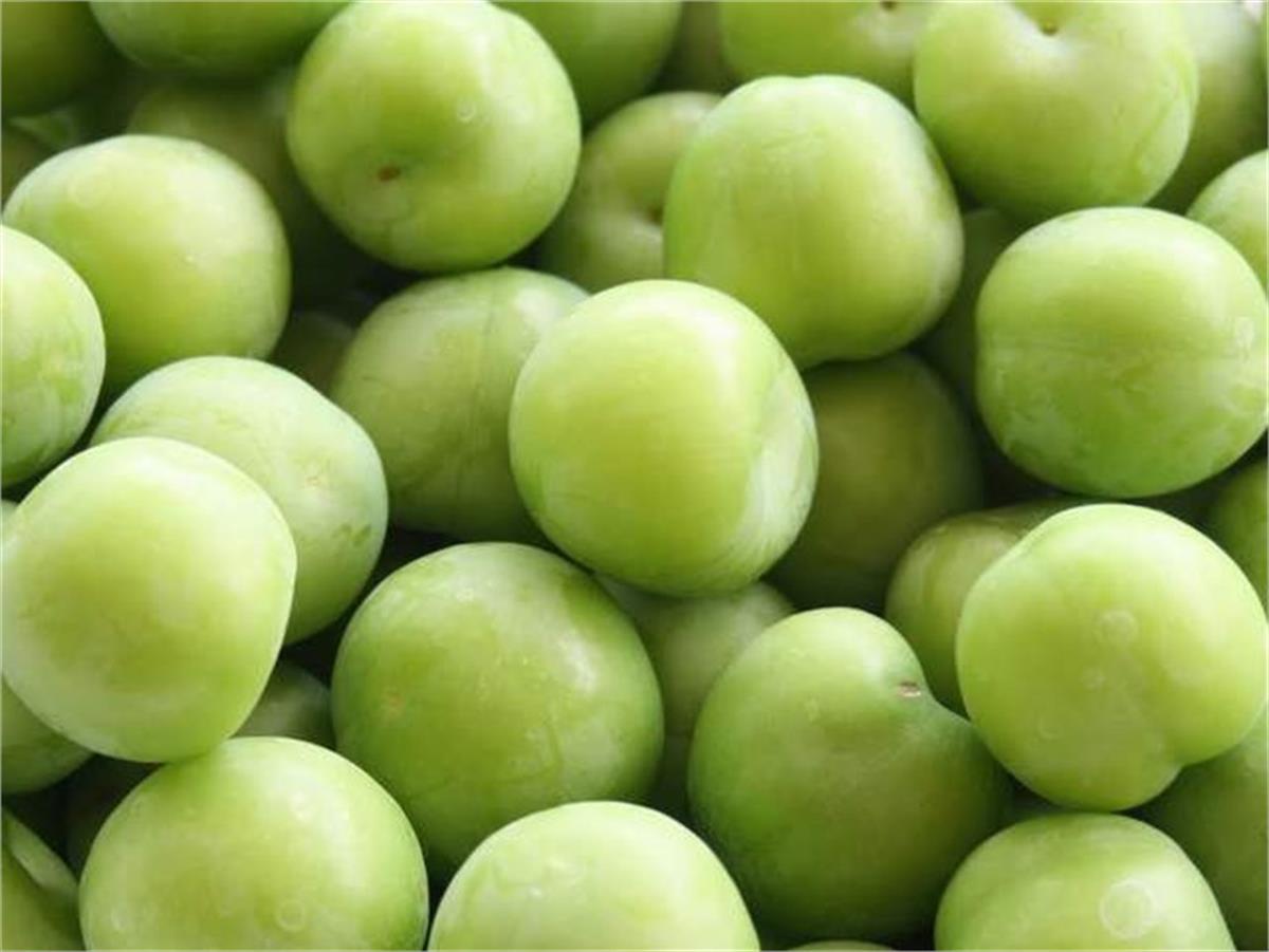 Prunus domestica Ağustos Papazı Yeşil Erik fidanı