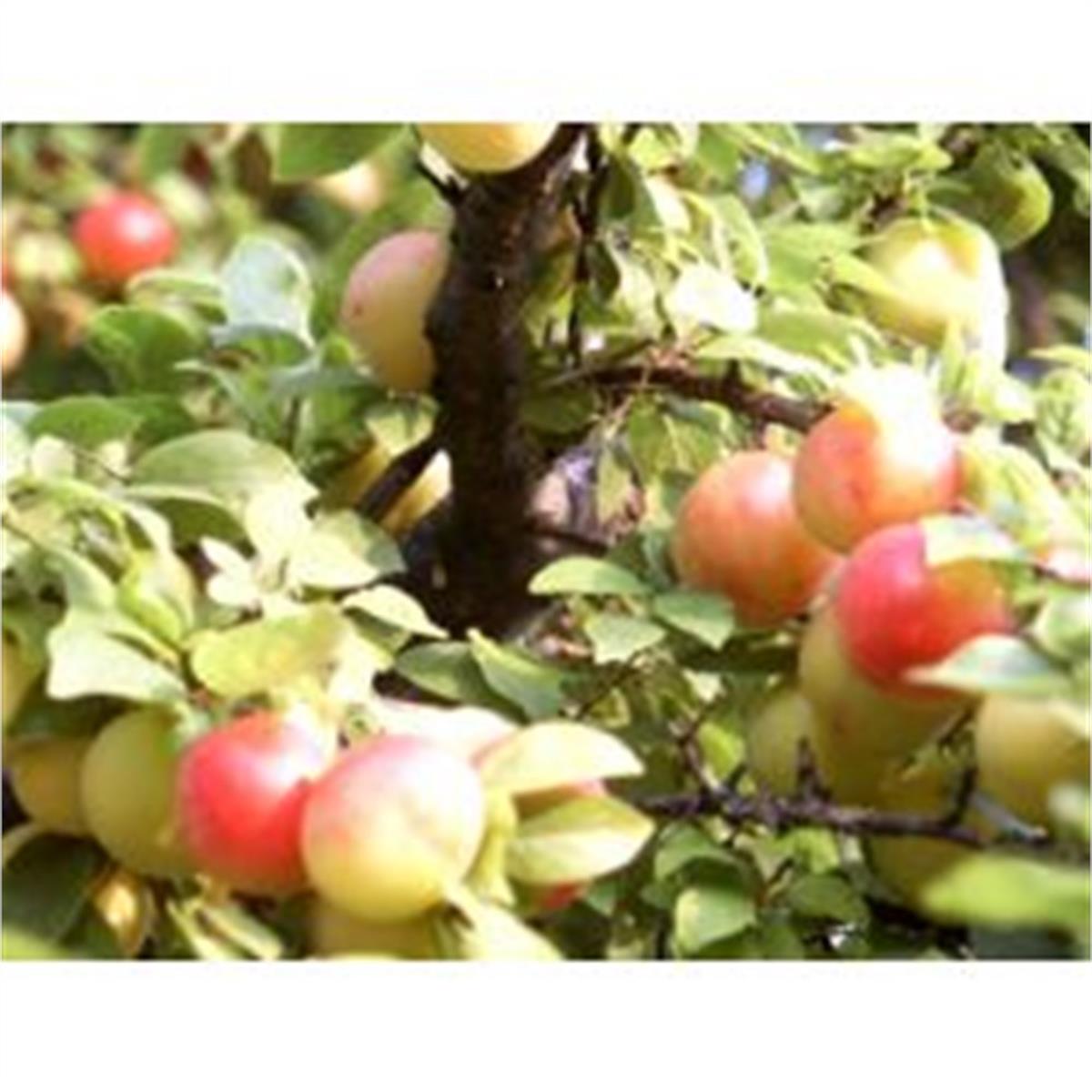 Prunus domestica Aynalı Erik fidanı