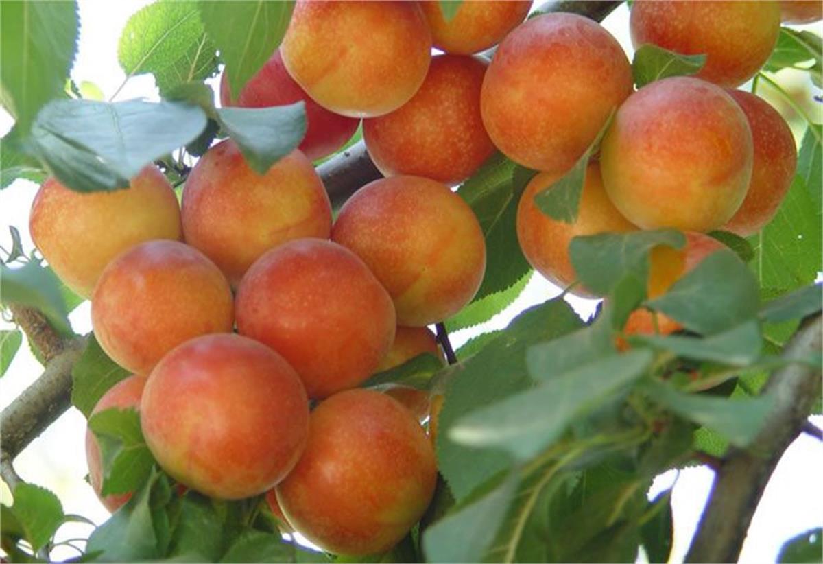 Prunus domestica Havran Erik fidanı