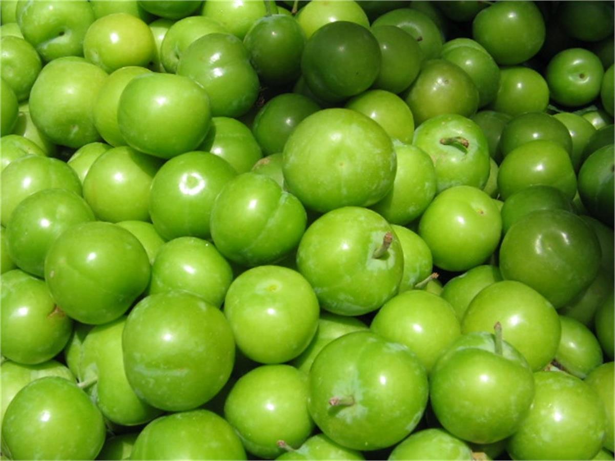 Prunus domestica Papaz Yeşil Erik fidanı