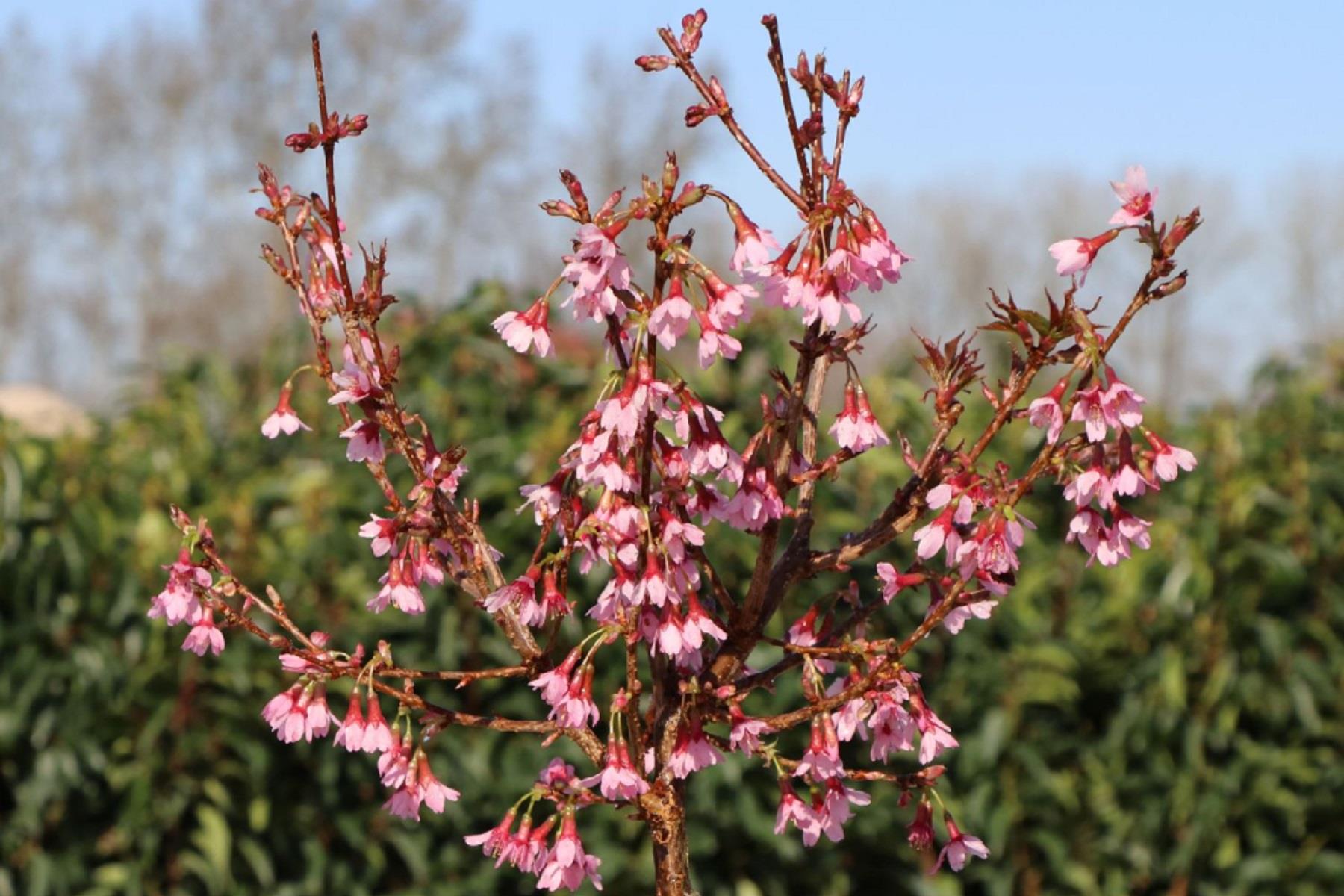 Prunus incisa Paean Süs Kirazı