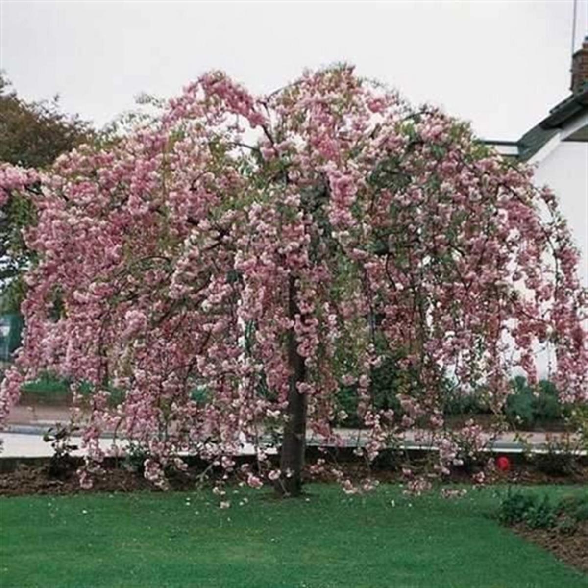 Prunus kiku shidare Süs Kirazı