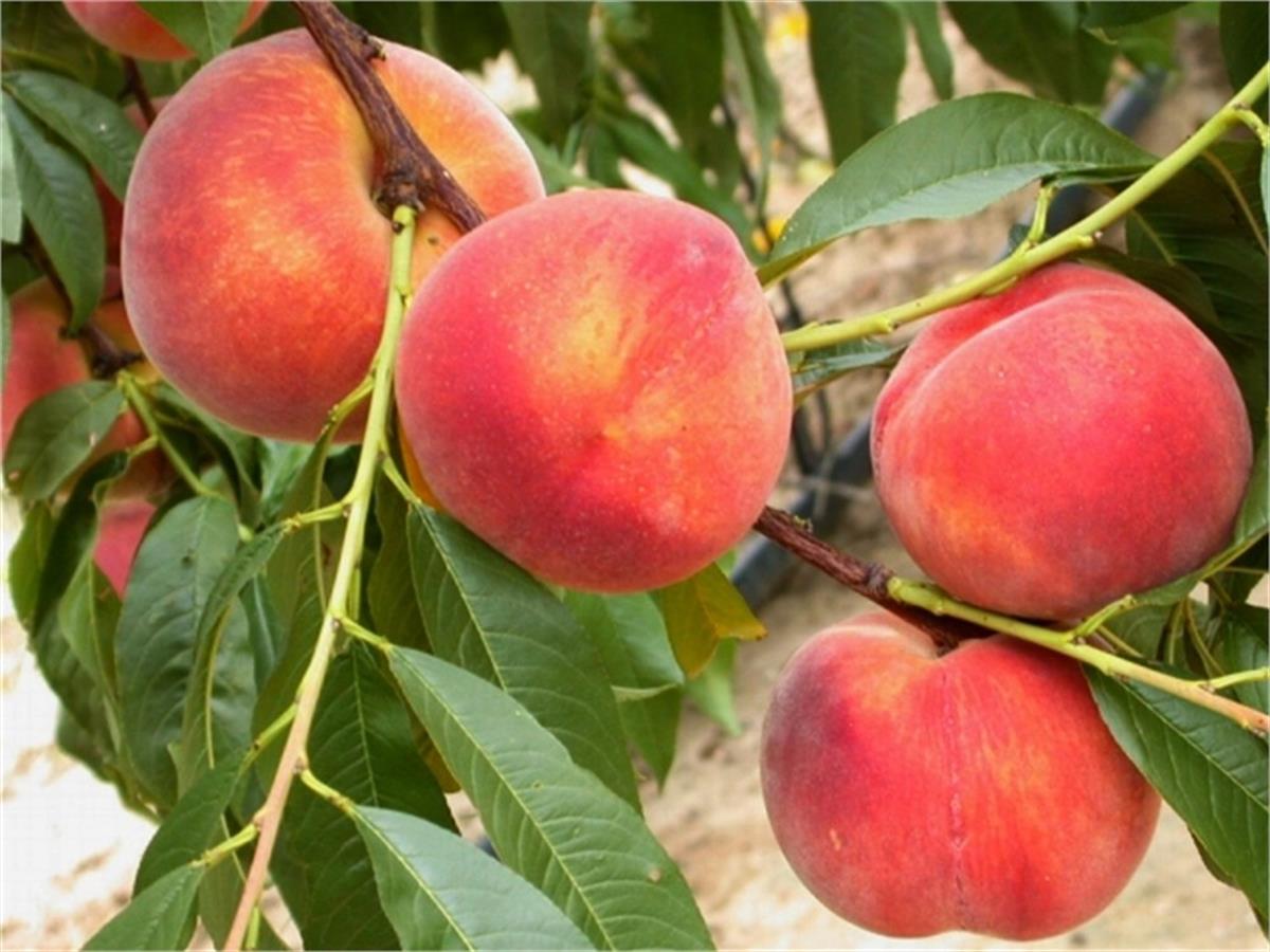 Prunus persica Christhaven şeftali fidanı