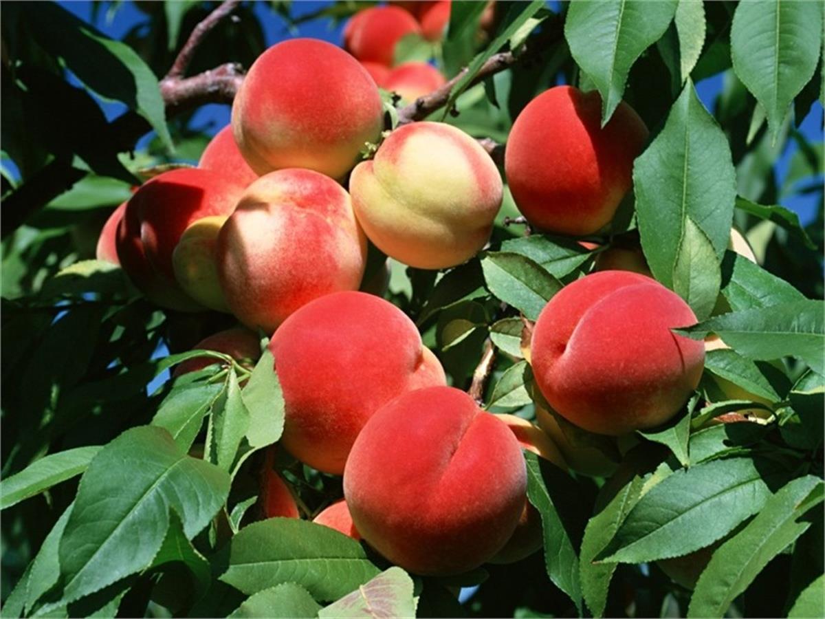 Prunus persica Early red Şeftali fidanı