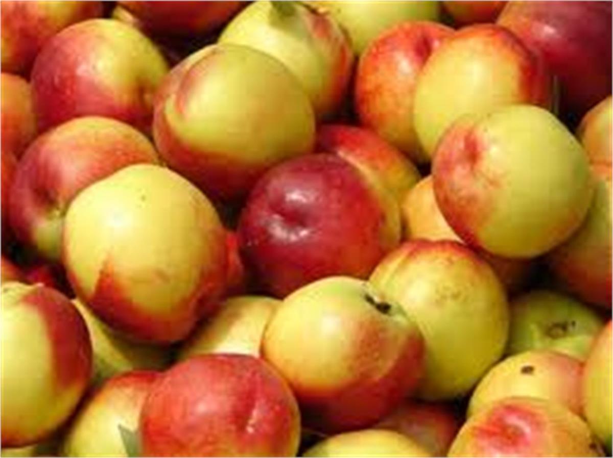 Prunus persica Fantasia-Nektarin fidanı